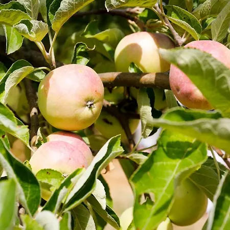 In Der Ciderwirtschaft *